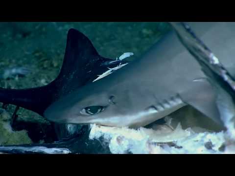 NOAA Scientists Film Shark Swallowed Whole during Deep-Sea Feeding Frenzy