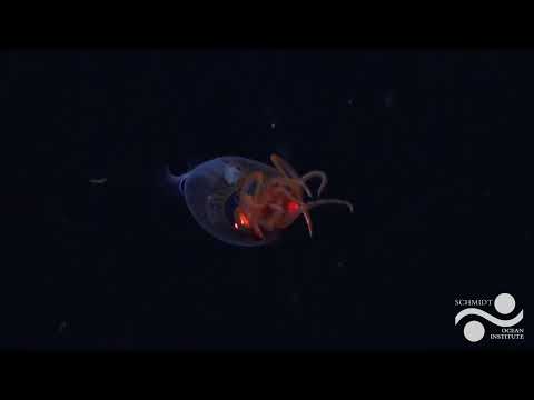 Colossal Squid, 1st Live Observation | Searching for New Species in the South Sandwich Islands