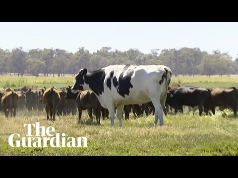 Meet Knickers, the 1,400kg cow from Australia