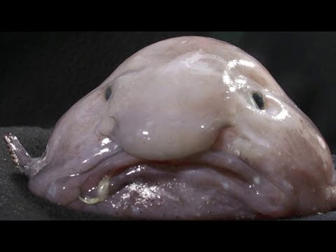 Blobfish named &quot;Fish of the Year&quot;