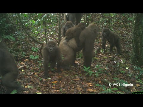 World&#039;s Rarest Gorilla Captured on Camera With Multiple Babies