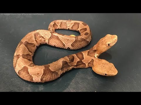 Two-headed snake found slithering in garden