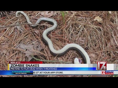 NC officials shed light on &#039;zombie snake&#039; that pretends to be dead