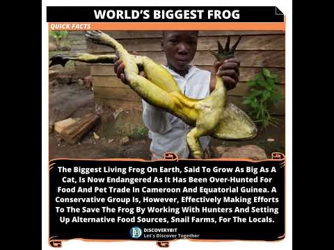 World&#039;s Biggest Frog: Battling Extinction In Cameroon And Equatorial Guinea