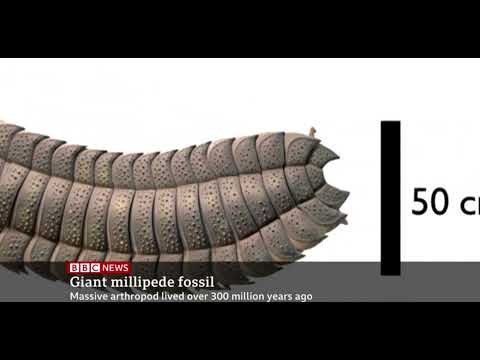 A 326 millon-year-old millipede found in the UK At 2 5 meters it&#039;s the largest found
