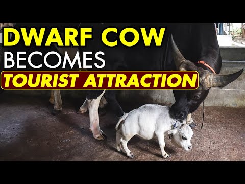 Thousands flock to see dwarf cow in Bangladesh | World&#039;s Smallest Cow | Guinness World Records |WION