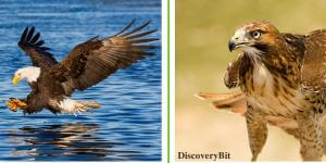 Bald eagle and red tail hawk, We The Animal, Human and animals, Human and animal similarities