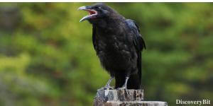 Grudge crows, We The Animal, Human and animals, Human and animal similarities