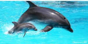 Motherly love Dolphins, We The Animal, Human and animals, Human and animal similarities