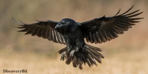 Raven, We The Animal, Human and animals, Human and animal similarities