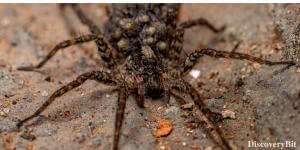 Spider on back, We The Animal, Human and animals, Human and animal similarities
