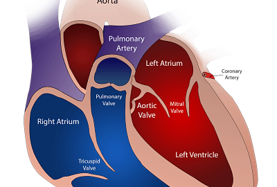 Heart transplant, innovations, scarcity