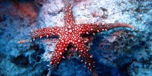 star fish, great barrier reef, coral barrier, the great reef, barrier reef, great barrier reef australia