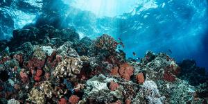 great barrier reef, coral barrier, the great reef, barrier reef, great barrier reef australia
