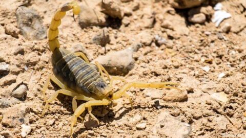 Death stalker scorpion, venomous animals, most venomous animal most venomous animal, most venomous animal in the world, most venomous animal in the world, Funnel spider, Animals for medicinal purpose, The Pain, Agony And Death But Also life Saving