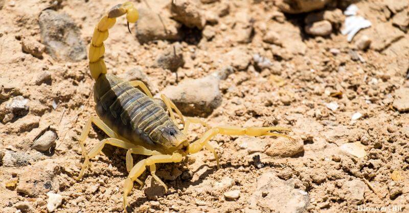 Death stalker scorpion, venomous animals, most venomous animal most venomous animal, most venomous animal in the world, most venomous animal in the world, Funnel spider, Animals for medicinal purpose, The Pain, Agony And Death But Also life Saving