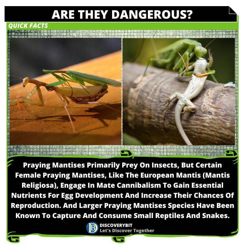 Praying mantis, Cannibalism
