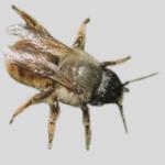 bees, save bees, are bees endangered, honey bee, bumblebee bee, are bees going extinct, bees that are going extinct, Red Mason Bee
