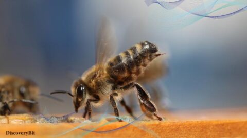 bees, save bees, are bees endangered, honey bee, bumblebee bee, are bees going extinct, bees that are going extinct , bees endangered, are bees endangered, why are bees important, why are bees endangered, bees, bee, honeybee