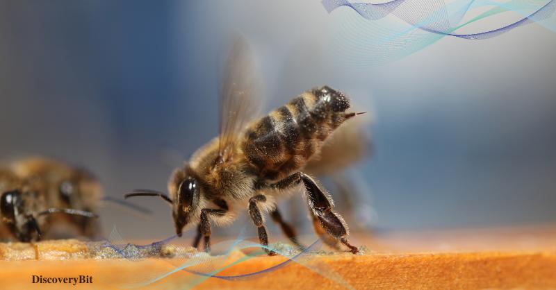 bees, save bees, are bees endangered, honey bee, bumblebee bee, are bees going extinct, bees that are going extinct , bees endangered, are bees endangered, why are bees important, why are bees endangered, bees, bee, honeybee