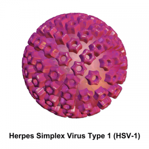 Vaccinia virus, Adenoviruses, Maraba virus, Reovirus, Measles, Herpes simplex, Murine norovirus, Enterovirus, Zika virus, HIV virus, virus, Health, medical uses, science