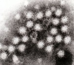 Vaccinia virus, Adenoviruses, Maraba virus, Reovirus, Measles, Herpes simplex, Murine norovirus, Enterovirus, Zika virus, HIV virus, virus, Health, medical uses, science