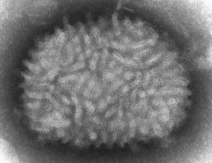 Vaccinia virus, Adenoviruses, Maraba virus, Reovirus, Measles, Herpes simplex, Murine norovirus, Enterovirus, Zika virus, HIV virus, virus, Health, medical uses, science