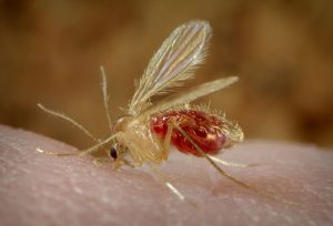 Vaccinia virus, Adenoviruses, Maraba virus, Reovirus, Measles, Herpes simplex, Murine norovirus, Enterovirus, Zika virus, HIV virus, virus, Health, medical uses, science