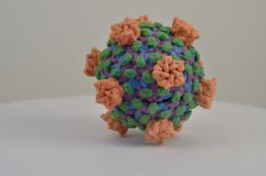 Vaccinia virus, Adenoviruses, Maraba virus, Reovirus, Measles, Herpes simplex, Murine norovirus, Enterovirus, Zika virus, HIV virus, virus, Health, medical uses, science