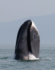 Bowhead whale, Nature, Animals, Ocean, Science, Genetics, Environment, the rate of metabolism