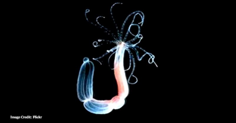 Hydra, Nature, Animals, Ocean, Science, Genetics, Environment, the rate of metabolism