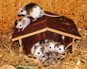 Mice, Mouse, Mammals, Human test study, Experiments, Organs, Animals, Nature