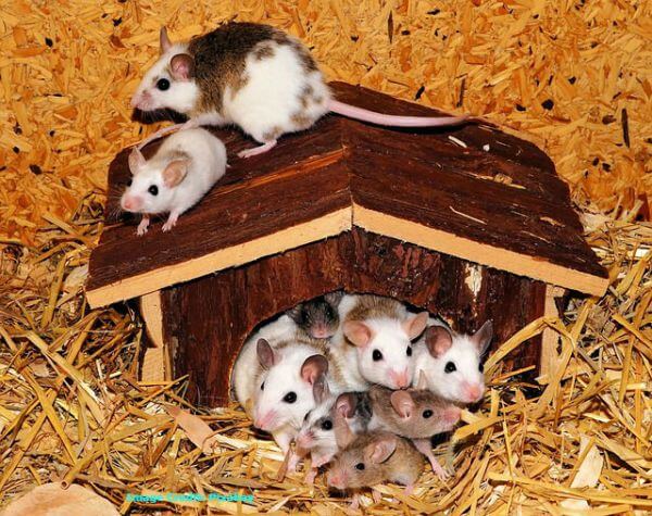 Mice, Mouse, Primates, Mammals, Human test study, Experiments, Organs, Animals, Nature