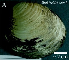 Ming clam shell, Nature, Animals, Ocean, Science, Genetics, Environment, the rate of metabolism