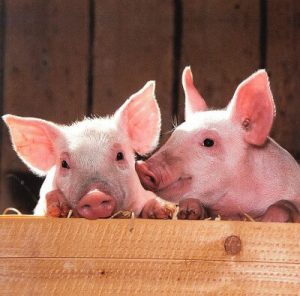 Pig, Mammals, Human test study, Experiments, Organs, Animals, Nature