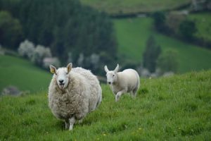 Sheep, Mammals, Human test study, Experiments, Organs, Animals, Nature
