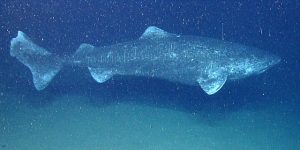 Nature, Animals, Ocean, Science, Genetics, Environment, the rate of metabolism Somniosus Microcephalus,