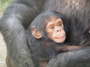 chimpanzee, Primates, Mammals, Human test study, Experiments, Organs, Animals, Nature