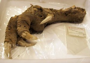 Moa Claw, archaeological discovery