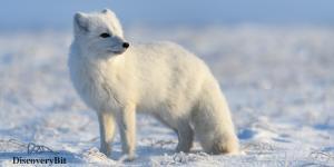 smart animals, smart animals list, most intelligent creatures, the world's smartest animal, smartest animal on earth, Arctic Foxes