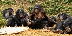smart animals, smart animals list, most intelligent creatures, the world's smartest animal, smartest animal on earth, Bonobos