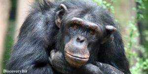 smart animals, smart animals list, most intelligent creatures, the world's smartest animal, smartest animal on earth, Chimpanzees