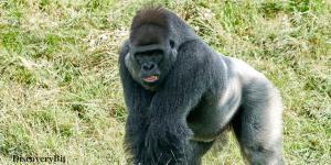 smart animals, smart animals list, most intelligent creatures, the world's smartest animal, smartest animal on earth, Gorillas