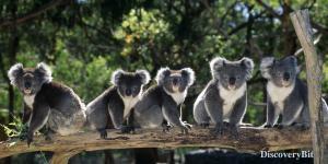 smart animals, smart animals list, most intelligent creatures, the world's smartest animal, smartest animal on earth, Koalas