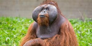 smart animals, smart animals list, most intelligent creatures, the world's smartest animal, smartest animal on earth, Orangutans