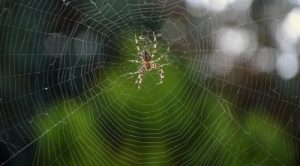 Spider, Spider's web, Tape Design, Flying device, weather sensor