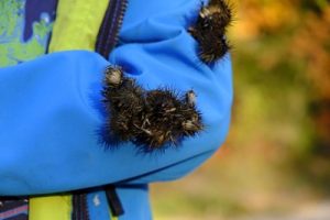 Velcro, burdock plant 