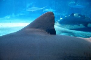 Shark skin, Navy vessels