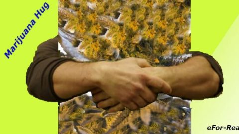 cannabis, marijuana, support, addiction, medical marijuana, news, drug, health, medicine, recreational marijuana