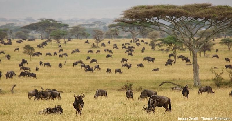 Serengeti National Park, Kenya tourist attractions, tourist attractions in Kenya Tourist attractions near me in Kenya, Tanzania tourist attractions, Tourist attractions in Tanzania, Tourist attractions near me in Tanzania, Africa tourist attractions, Tourist attractions in Africa, Tourist attractions near me in Africa